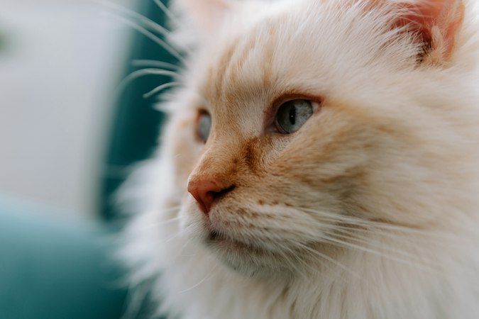 Pale Birman cat looking toward natural window light