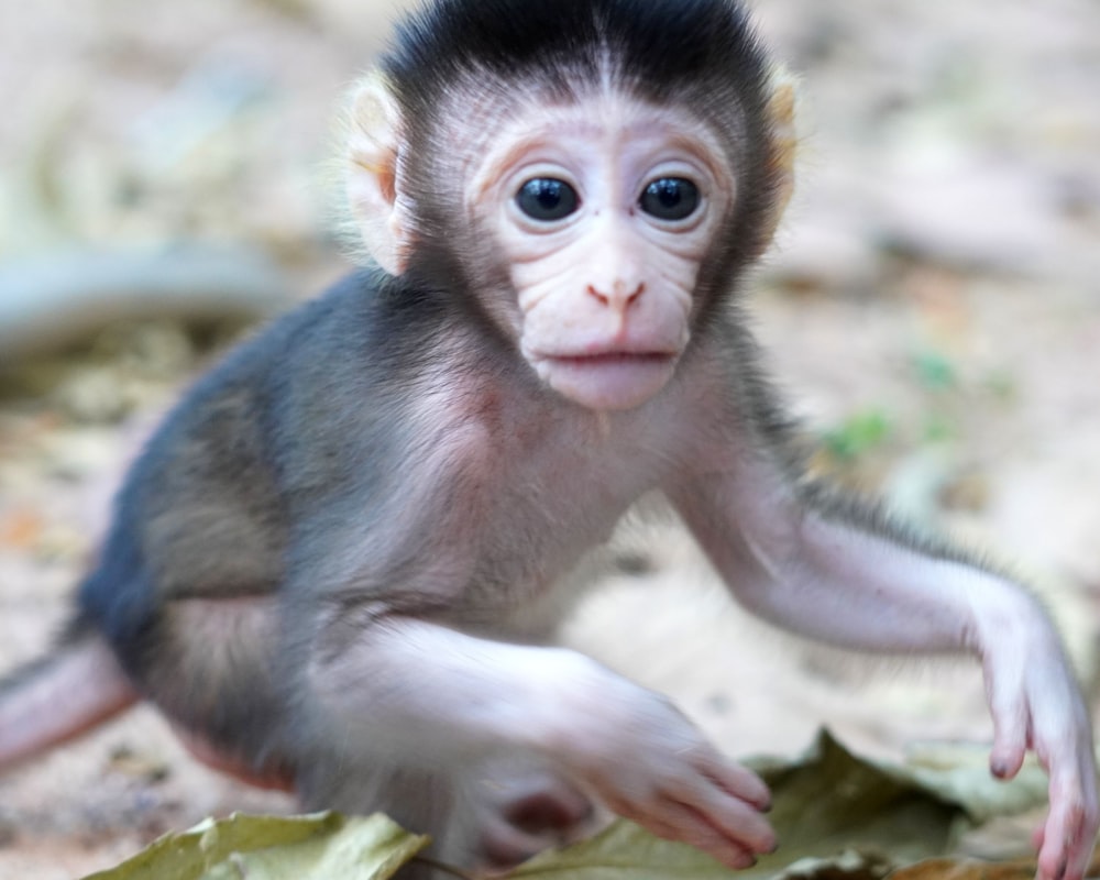 a small monkey sitting on top of a leaf covered ground