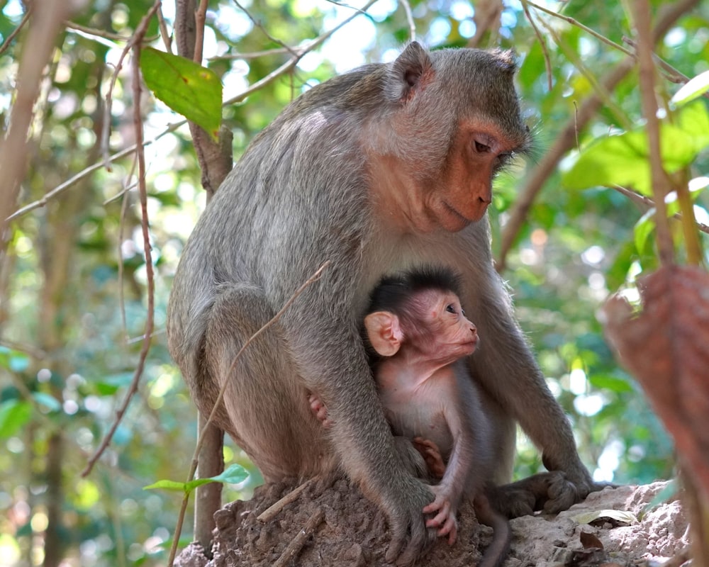 a baby monkey sitting on top of a tree next to an adult monkey