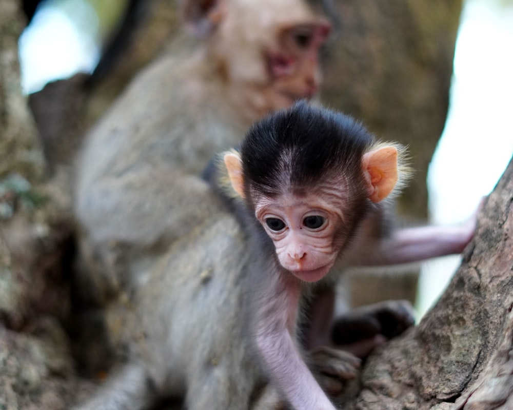 a baby monkey sitting in a tree next to another monkey