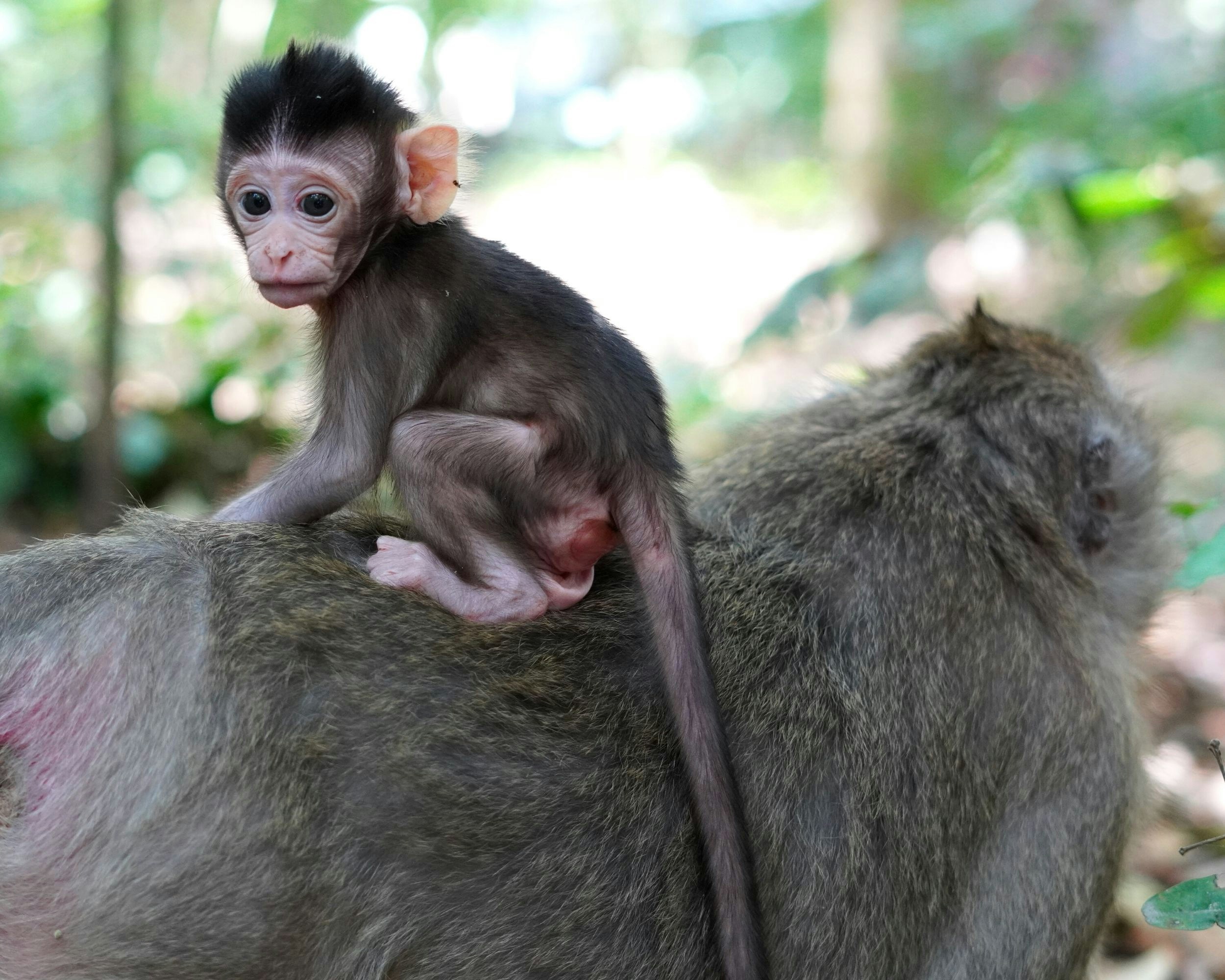 Un pequeño mono sentado encima de otro mono