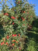 Rows of high-density apple plantations flourishing under the Uttarakhand sun