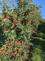 Dense foliage with vibrant green leaves and numerous ripe red apples hanging on tree branches. The trees are aligned in rows, suggesting an organized orchard setting. Sunlight casts gentle shadows, highlighting the fresh and fertile environment.