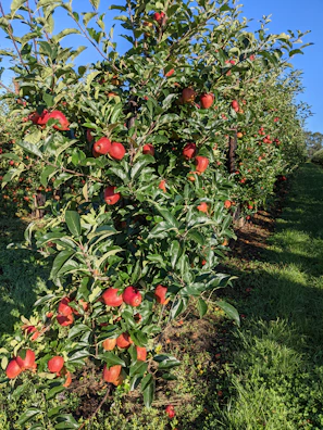 Rows of high-density apple plantations flourishing under the Uttarakhand sun
