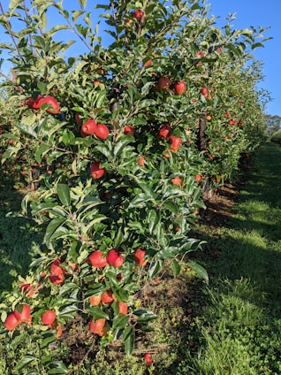 Dense foliage with vibrant green leaves and numerous ripe red apples hanging on tree branches. The trees are aligned in rows, suggesting an organized orchard setting. Sunlight casts gentle shadows, highlighting the fresh and fertile environment.