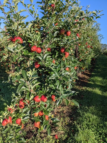 Dense foliage with vibrant green leaves and numerous ripe red apples hanging on tree branches. The trees are aligned in rows, suggesting an organized orchard setting. Sunlight casts gentle shadows, highlighting the fresh and fertile environment.