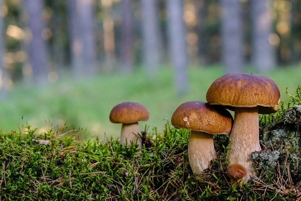 a group of mushrooms sitting on top of a lush green field