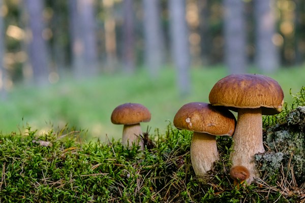 A group of mushrooms sitting on top of a lush green field — Lahemaa, Estonia