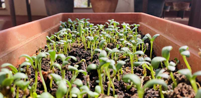 Wide shot of a nursery filled with various seedlings basking in natural light.