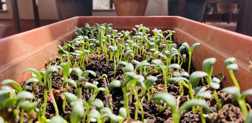 A cozy garden corner with young vegetable seedlings basking in gentle sunlight.