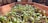 Close-up of sprouting seedlings in a rustic wooden planter under soft natural light.