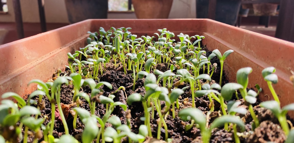 Sustrato para plantas
