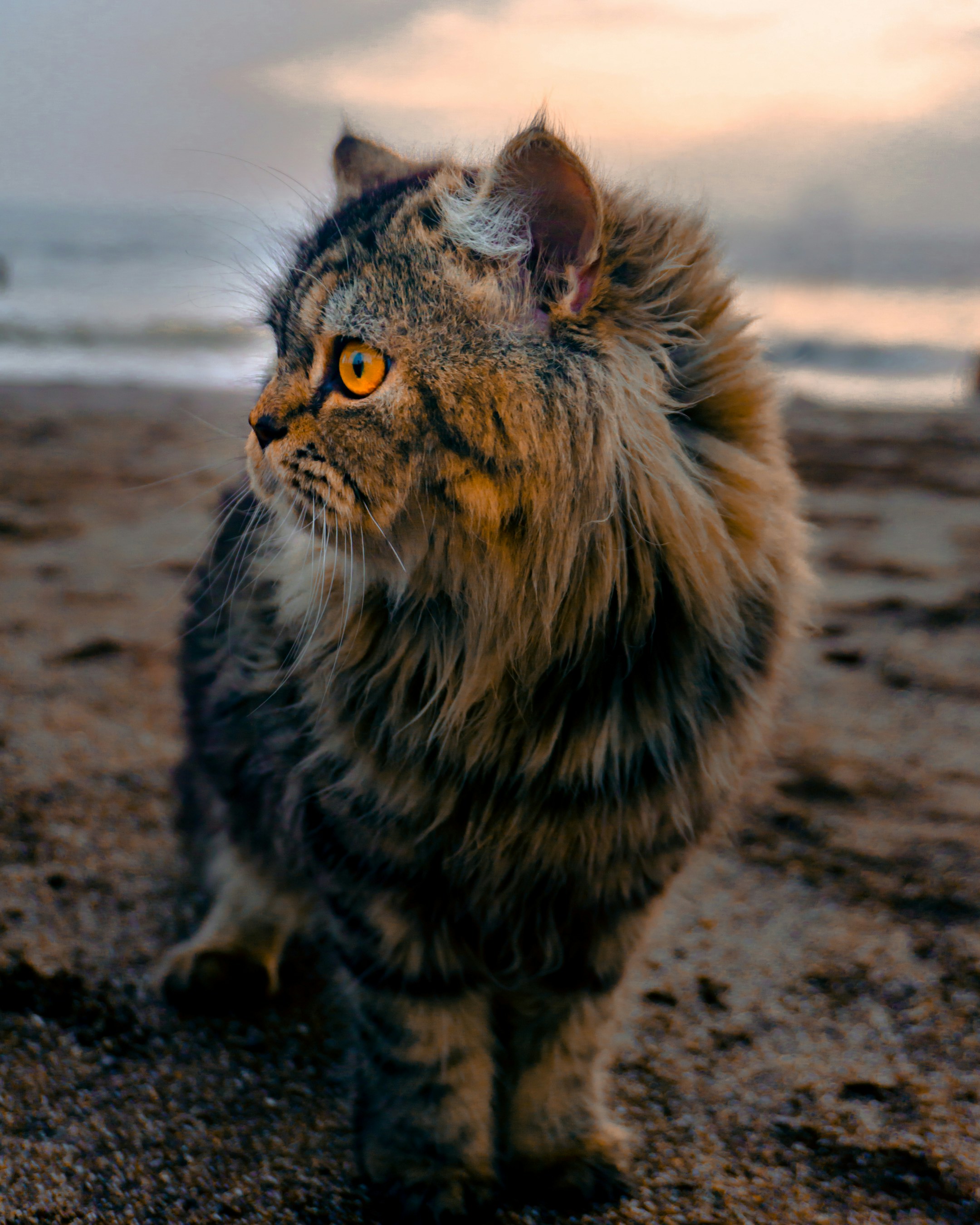 a long haired cat standing on a sandy beach
