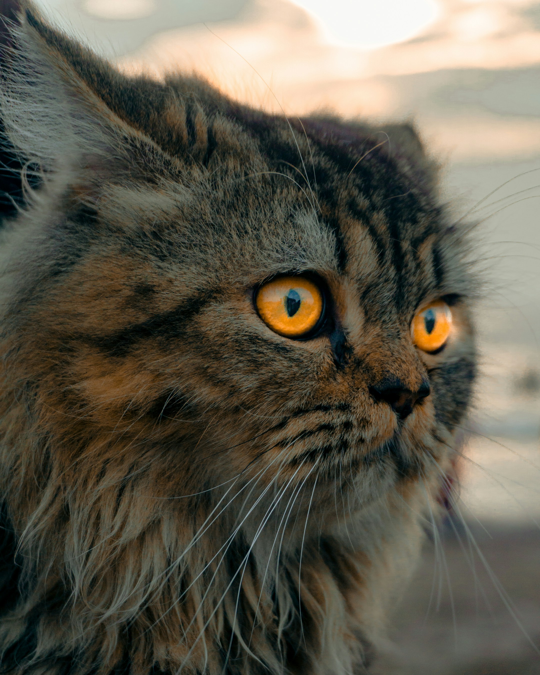 Photo by shubhamdodiya_