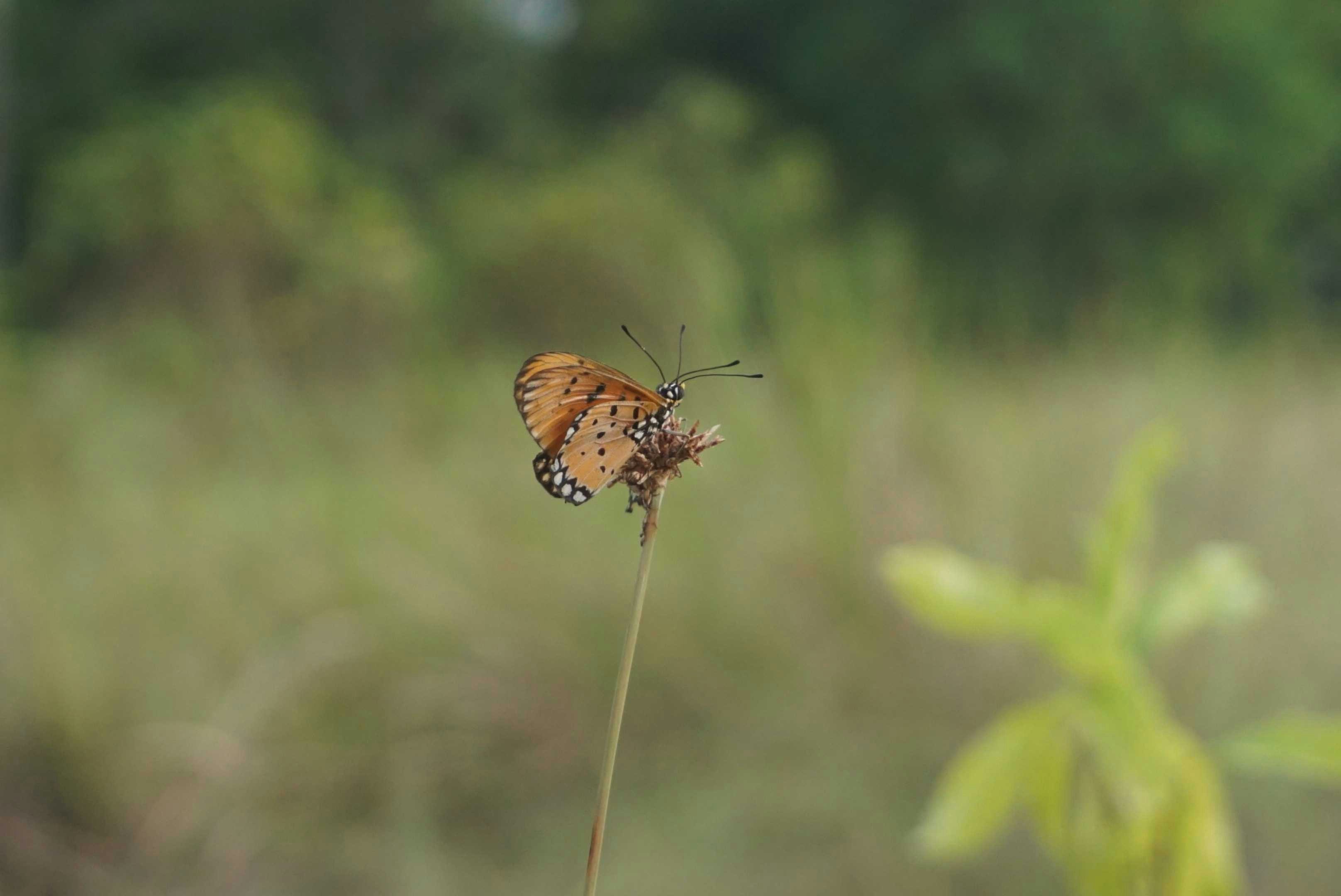 a butterfly sitting on top of a flower in a field