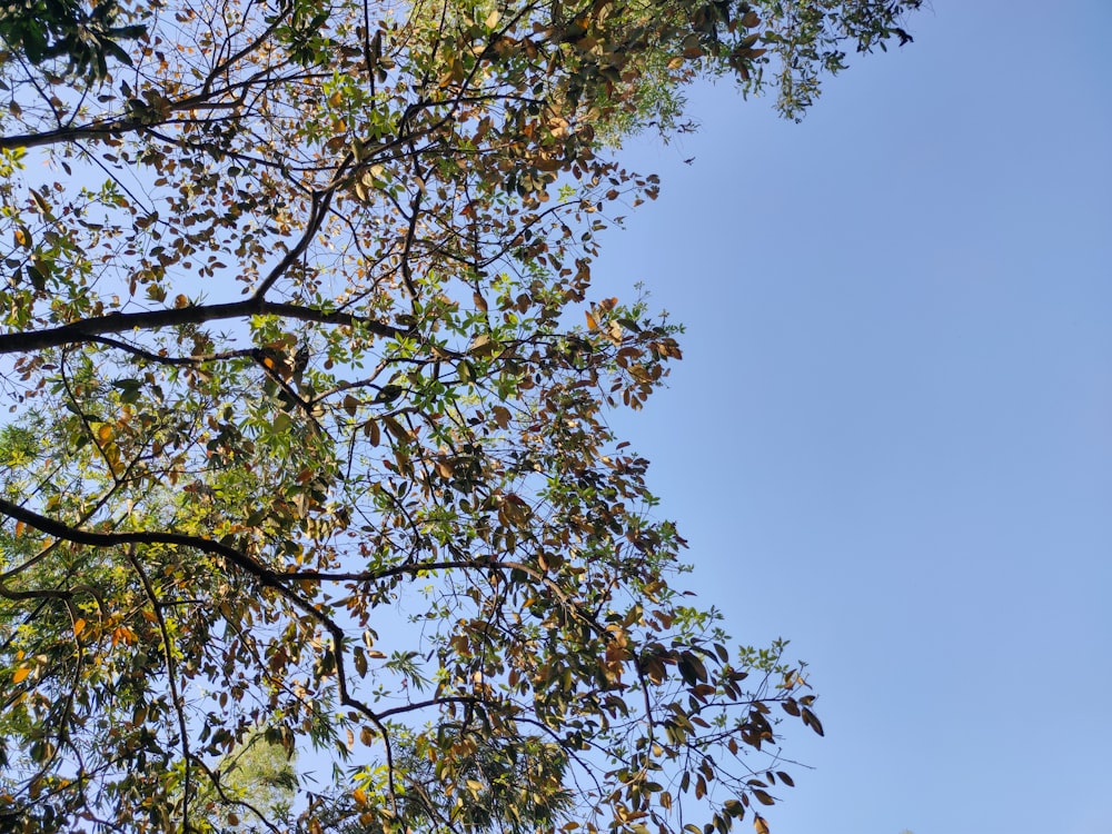 uma árvore com muitas folhas e um céu azul no fundo