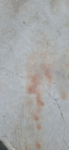 Mold Remover