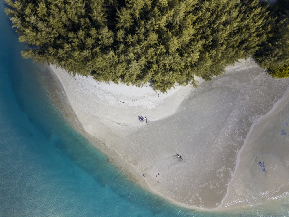 an aerial view of a beach and trees