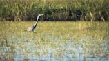 A vibrant red heron standing gracefully by a calm wetland at dawn.