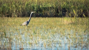 A vibrant red heron standing gracefully by a calm wetland at dawn.