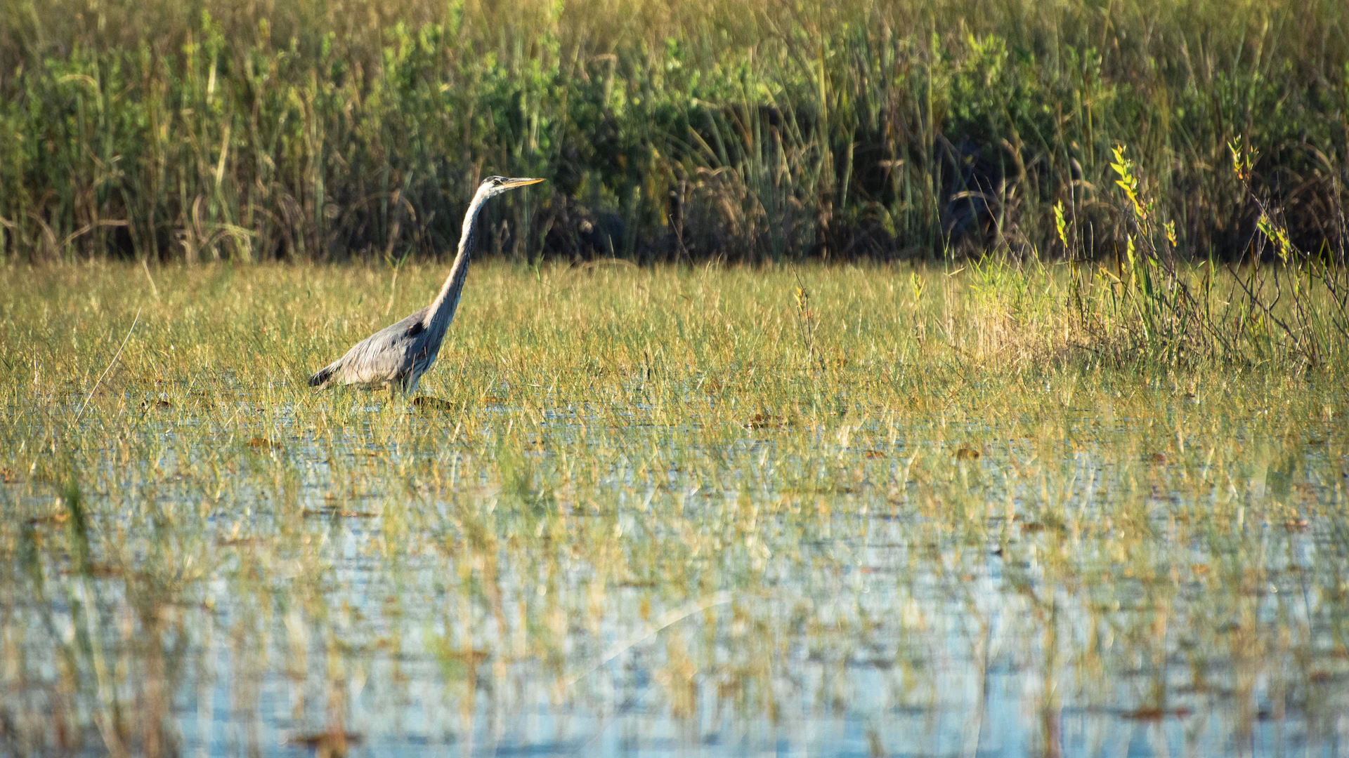 A serene landscape of a misty wetland with a heron standing gracefully in shallow water.