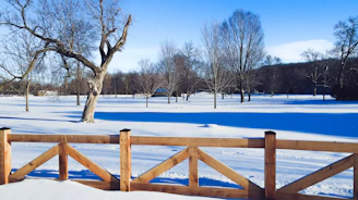 a snowy field with a fence and a tree