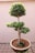 A neatly pruned bonsai tree with three levels of foliage sits in a simple clay pot. The tree is on a lattice metal surface against a plain, light-colored wall. The foliage is dense and green, while the stem is slightly textured and brown with visible roots emerging from the pot.