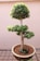 A neatly pruned bonsai tree with three levels of foliage sits in a simple clay pot. The tree is on a lattice metal surface against a plain, light-colored wall. The foliage is dense and green, while the stem is slightly textured and brown with visible roots emerging from the pot.