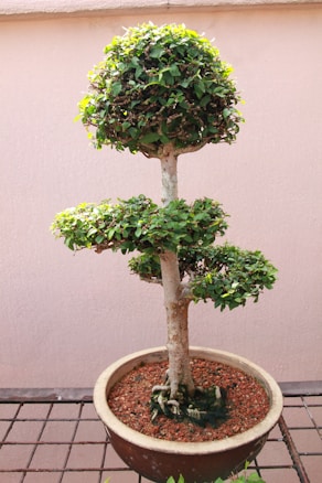 A neatly pruned bonsai tree with three levels of foliage sits in a simple clay pot. The tree is on a lattice metal surface against a plain, light-colored wall. The foliage is dense and green, while the stem is slightly textured and brown with visible roots emerging from the pot.