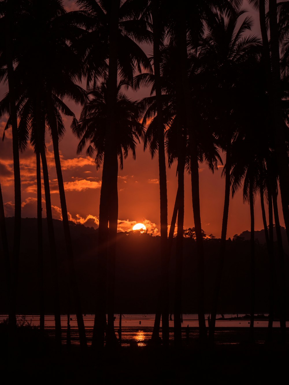 the sun is setting behind the palm trees