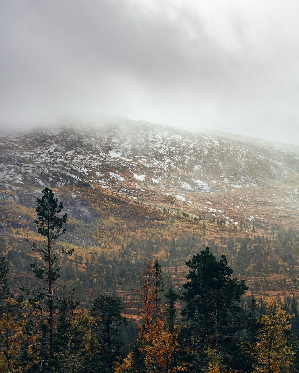 a mountain covered in snow with trees in the foreground