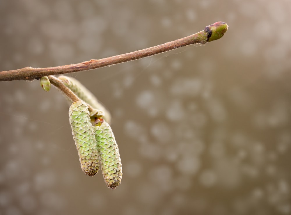 a bud of a tree branch with a bud hanging from it