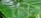 A green insect is perched on a large, glossy leaf with prominent veins. The leaf has a rich, vibrant green color and is surrounded by a lush environment.