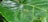 A green insect is perched on a large, glossy leaf with prominent veins. The leaf has a rich, vibrant green color and is surrounded by a lush environment.
