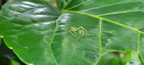 A green insect is perched on a large, glossy leaf with prominent veins. The leaf has a rich, vibrant green color and is surrounded by a lush environment.