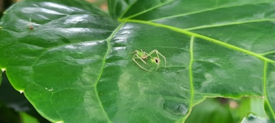 A green insect is perched on a large, glossy leaf with prominent veins. The leaf has a rich, vibrant green color and is surrounded by a lush environment.