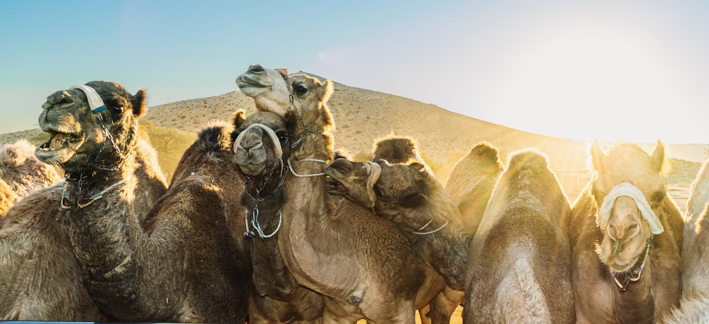 a herd of camel standing next to each other