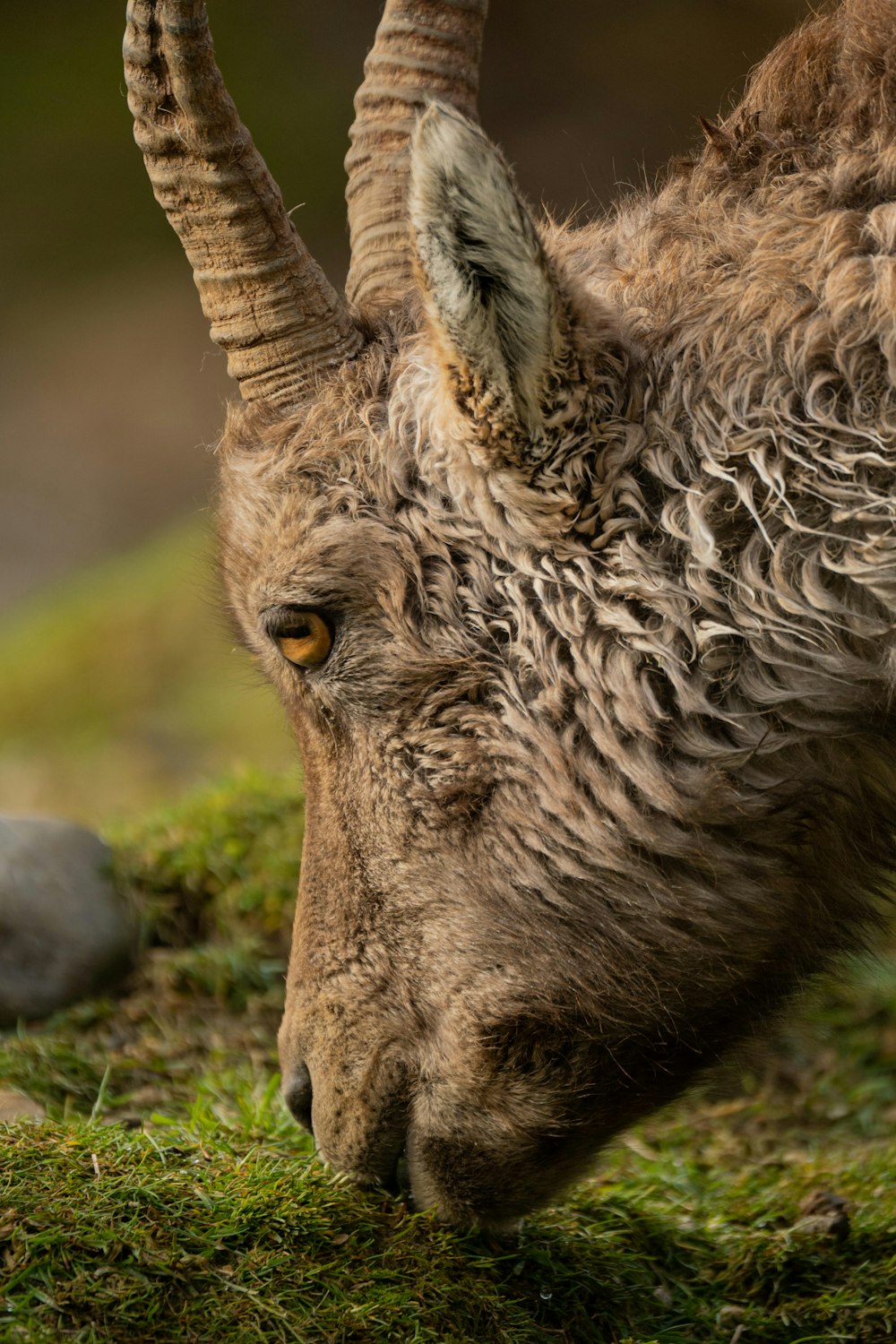 a horned animal with long horns grazing on grass