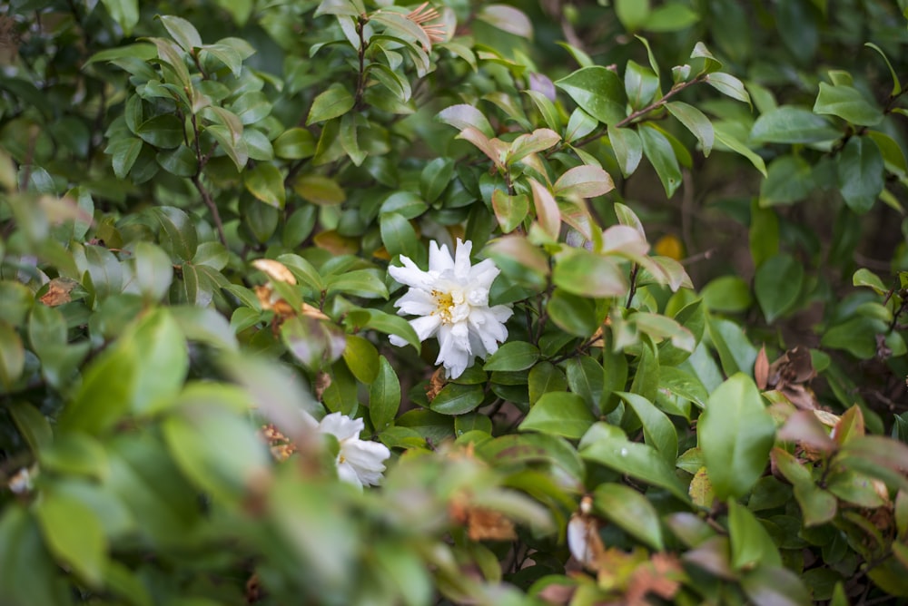 a white flower surrounded by green leaves