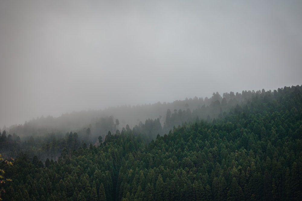 a forest covered in fog and low lying clouds