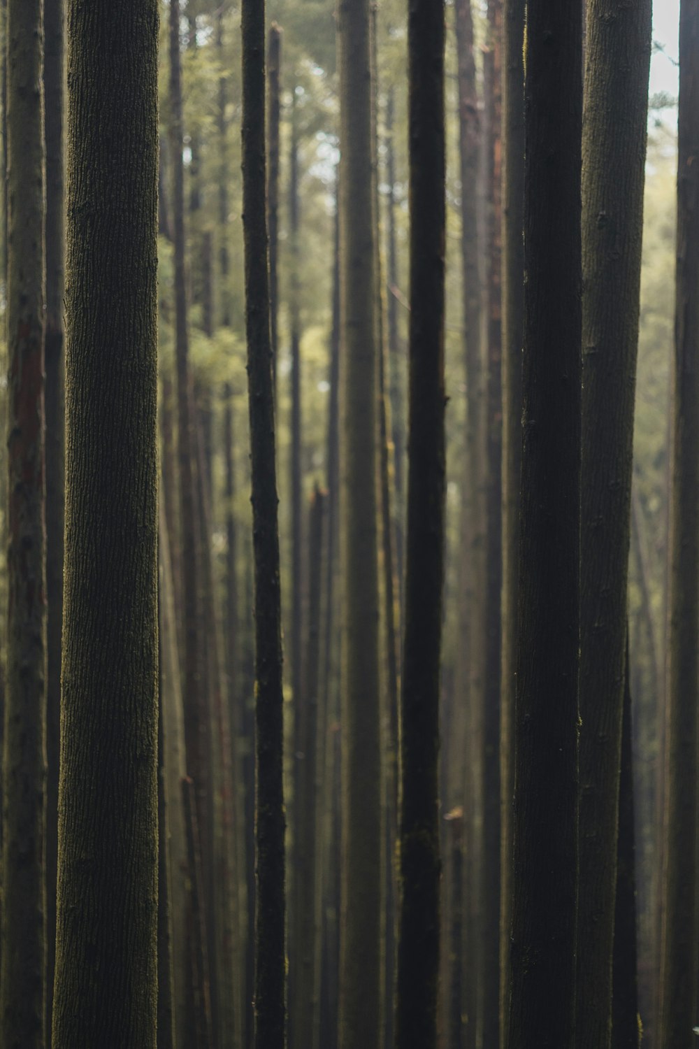 a forest filled with lots of tall trees