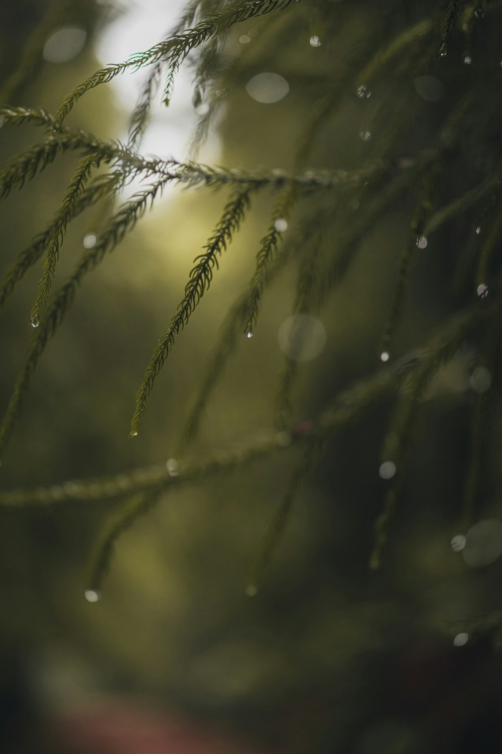 a close up of a plant with drops of water on it