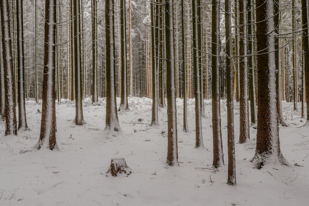 a forest filled with lots of trees covered in snow