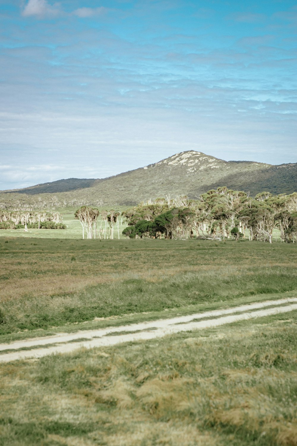 a zebra walking across a lush green field