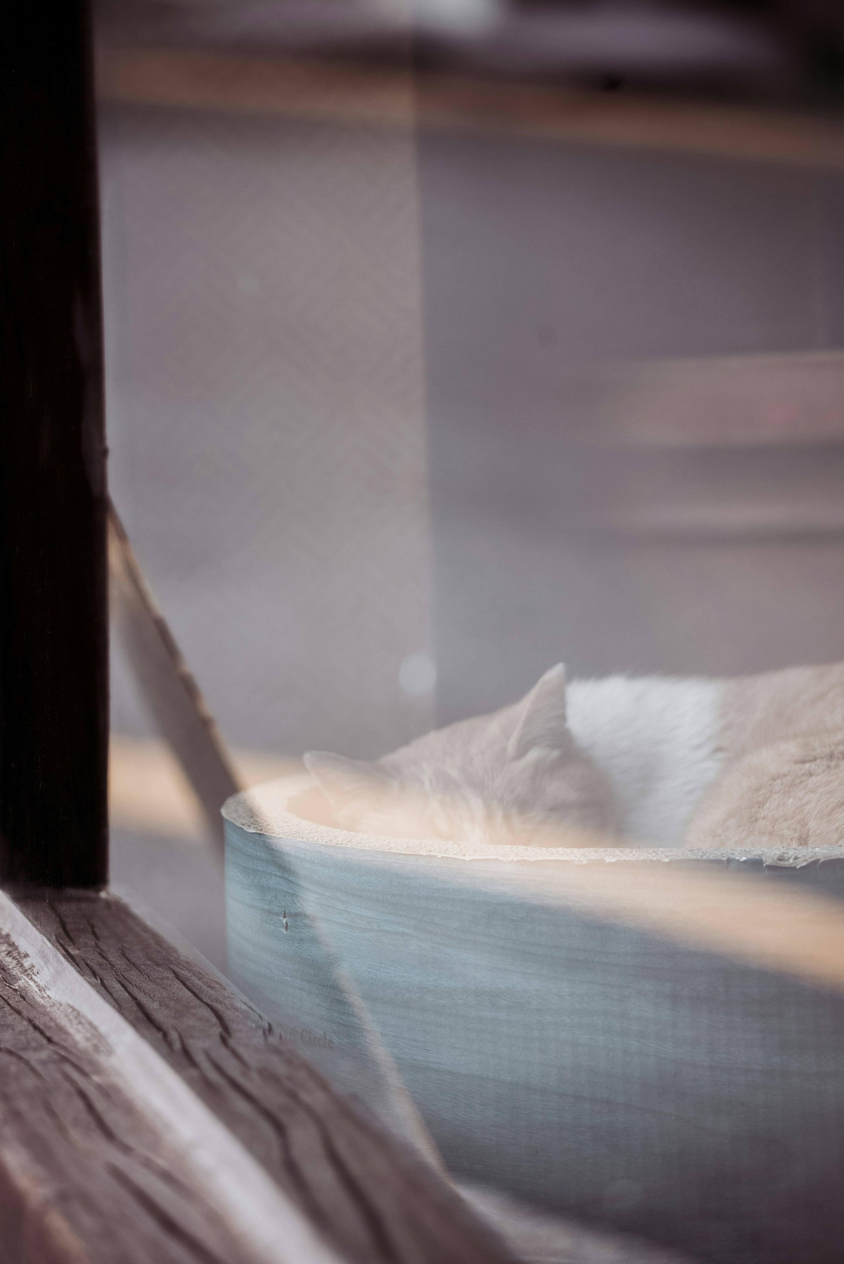 Book Your Cat's Stay