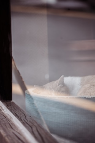 A cozy living room scene featuring a pet camera monitoring a sleeping cat on the couch.