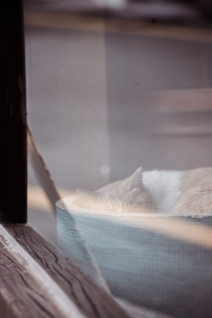 Cozy Pet Bed