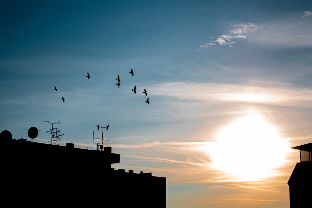 a flock of birds flying over a building at sunset