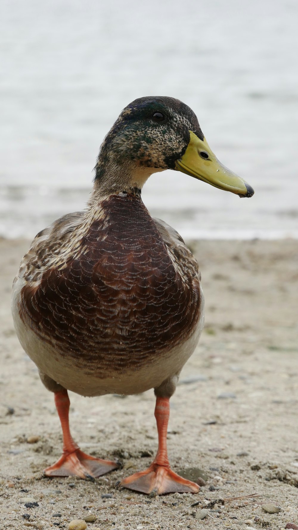 a close up of a duck on a beach near the water