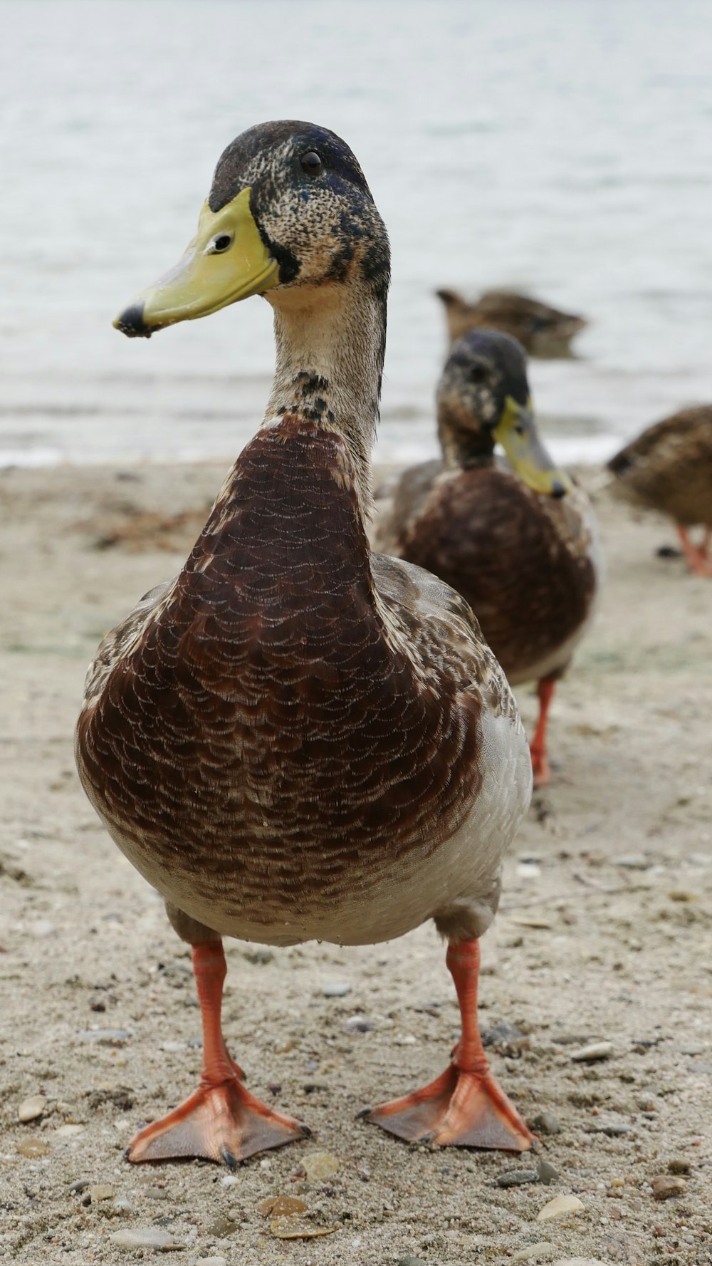 a close up of a duck on a beach near the water